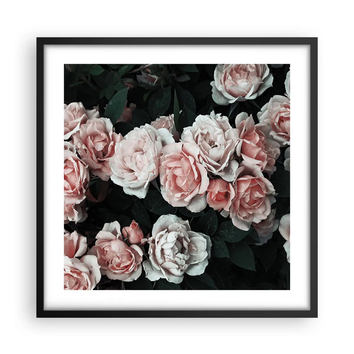 Poster in een zwarte lijst - Rozen ensemble - 50x50 cm