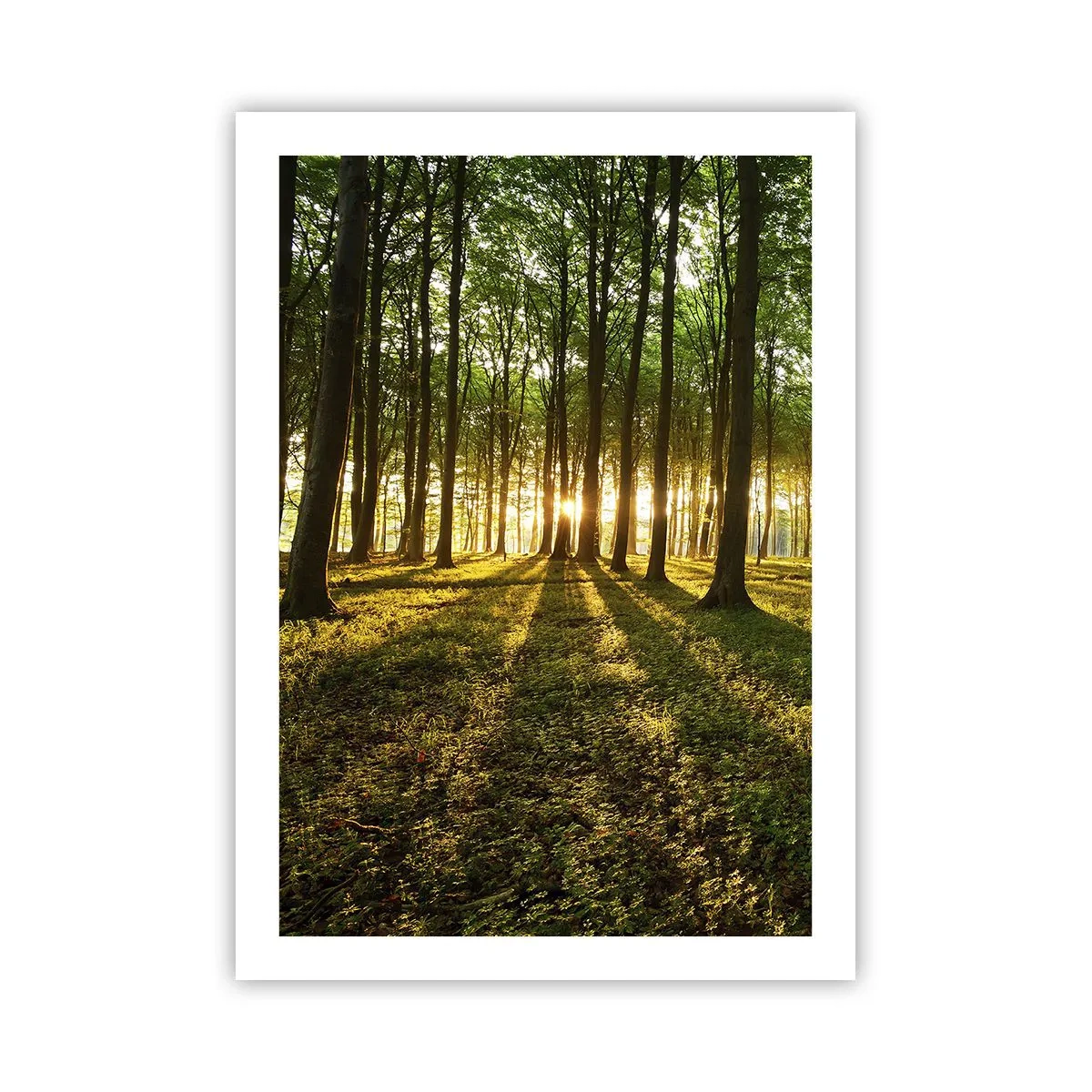 Poster - Foto van de hele lente - 50x70 cm
