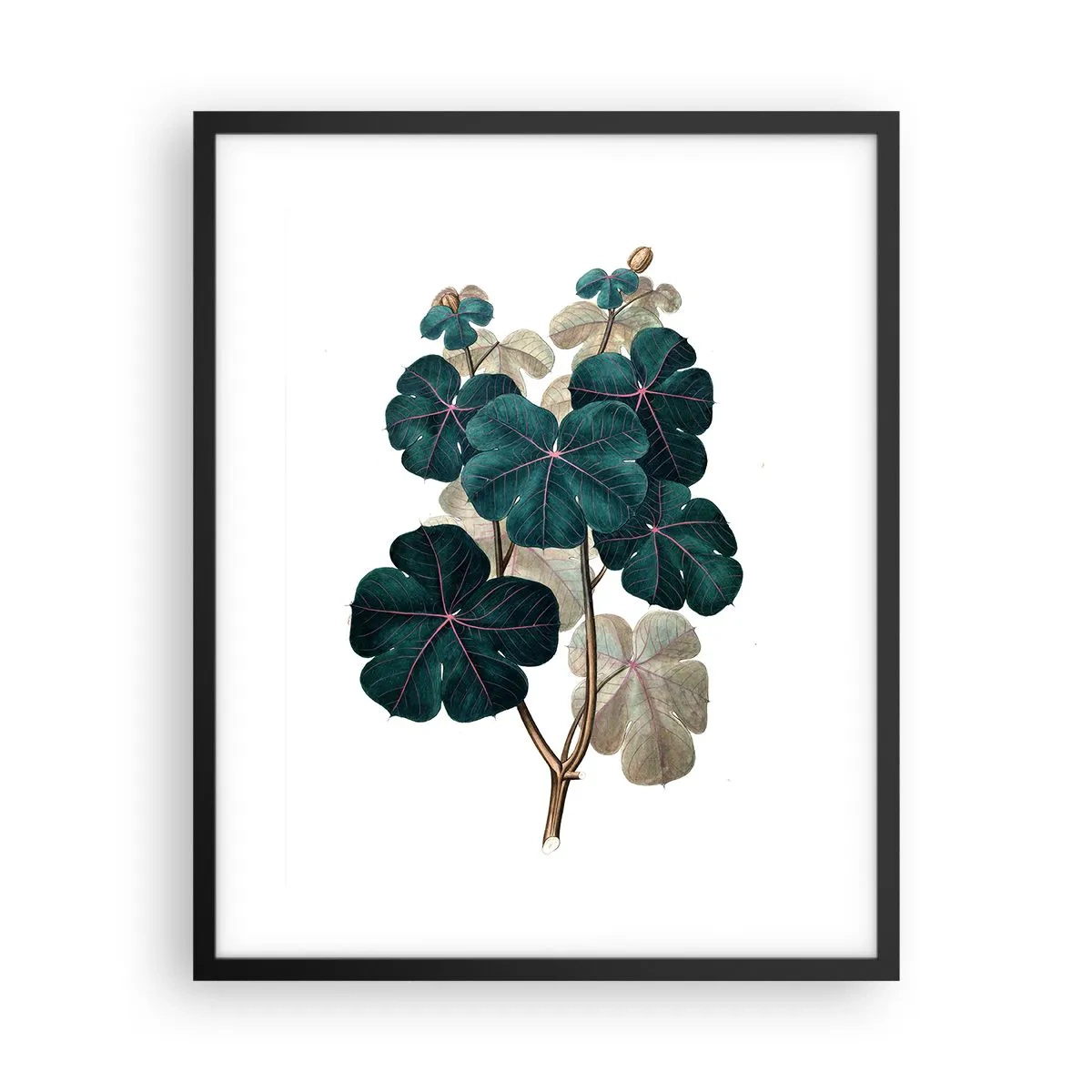 Poster in een zwarte lijst - Uit het oude herbarium - 40x50 cm