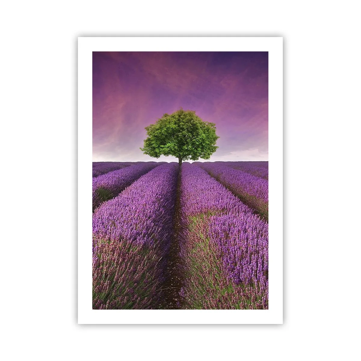 Poster - Op lavendelvelden - 50x70 cm