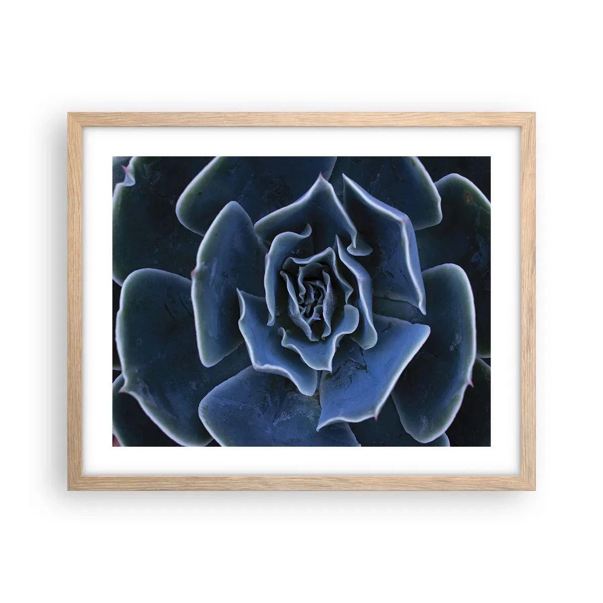 Een poster in een licht eiken lijst - Woestijn bloem - 50x40 cm