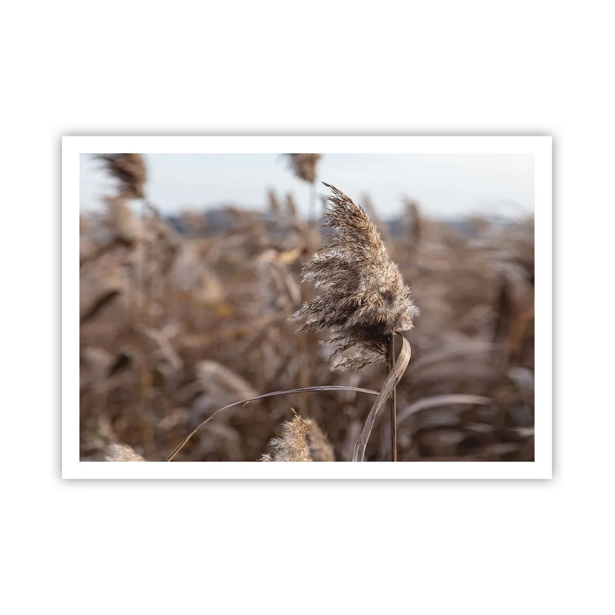 Poster - Tijd om met de wind mee te gaan - 100x70 cm