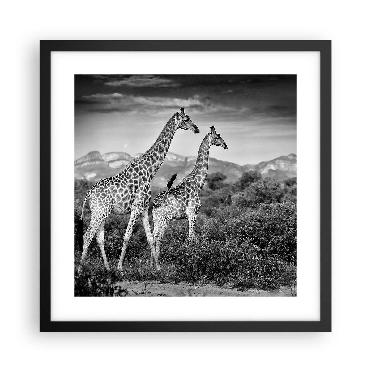 Poster in een zwarte lijst - Hoge sferen in Afrika - 40x40 cm