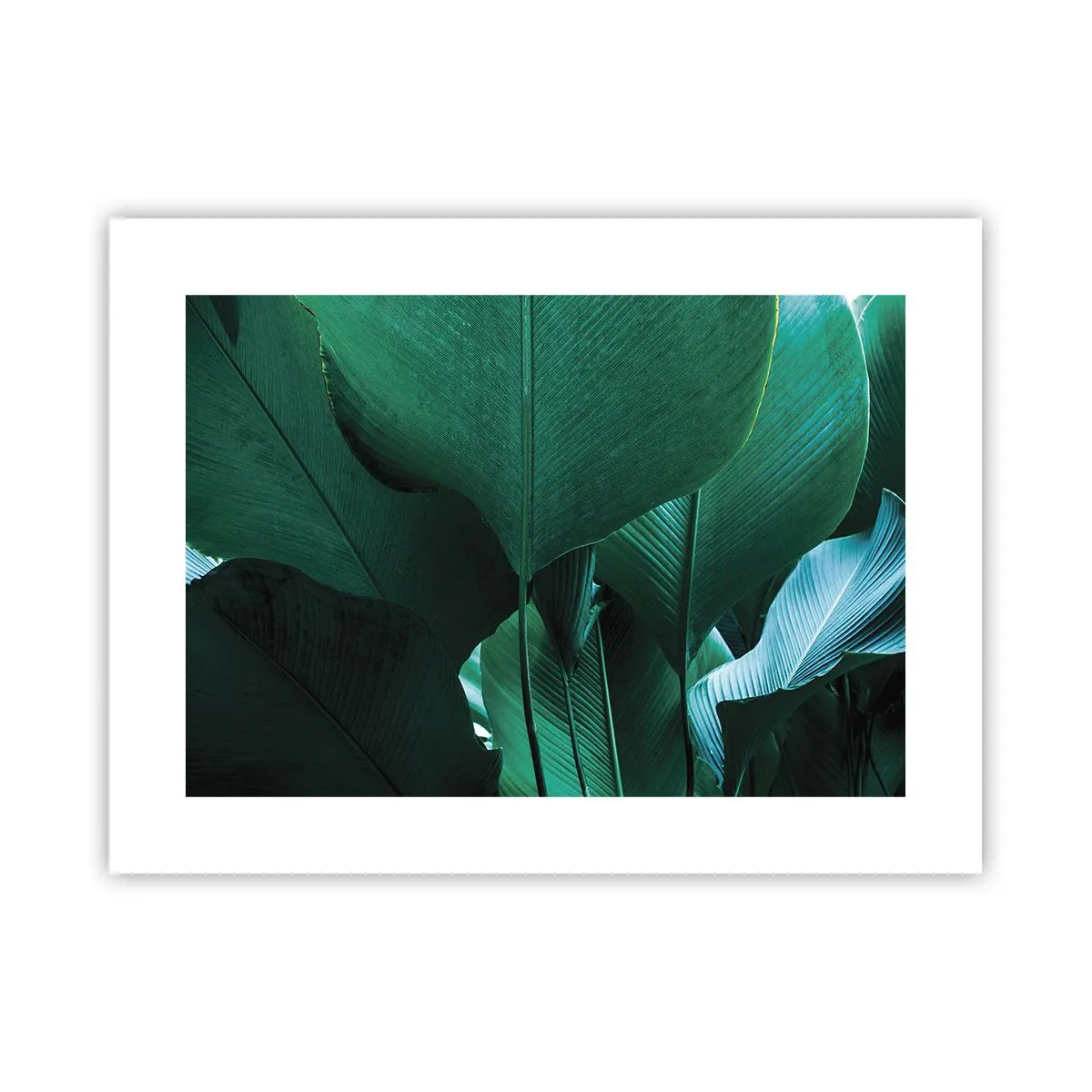 Poster - Naar het licht gekeerd - 40x30 cm