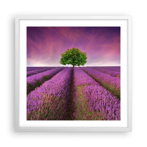 Poster in een witte lijst - Op lavendelvelden - 50x50 cm
