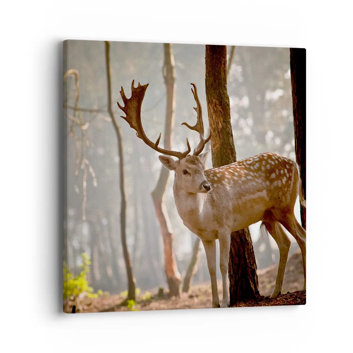 Schilderen op canvas - Het licht van de jeugd - 40x40 cm