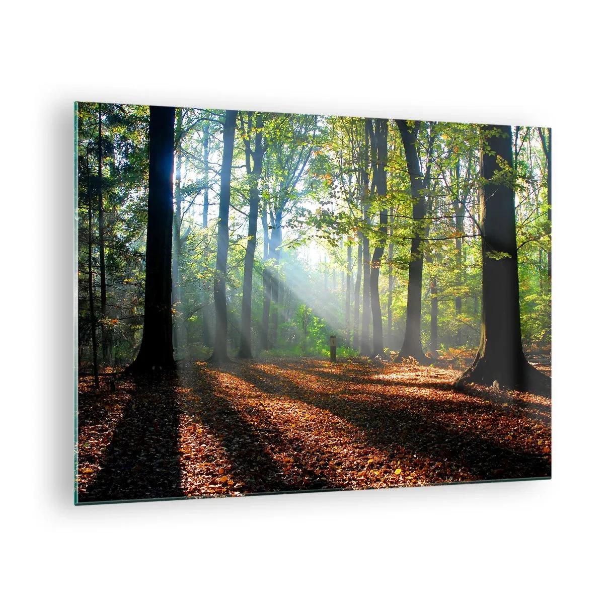 Schilderen op glas - Een bos in de zonnestralen in een herfstlandschap - 70x50cm - Lichten en schaduwen - Moderne wanddecoratie voor woonkamer en slaapkamer ARTTOR