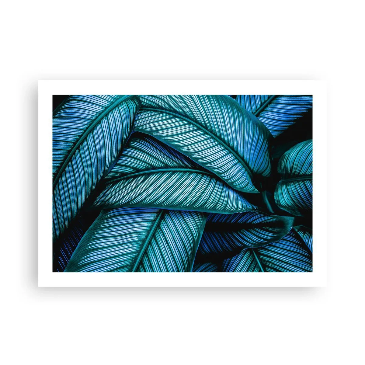 Poster - Levens lijnen - 70x50 cm
