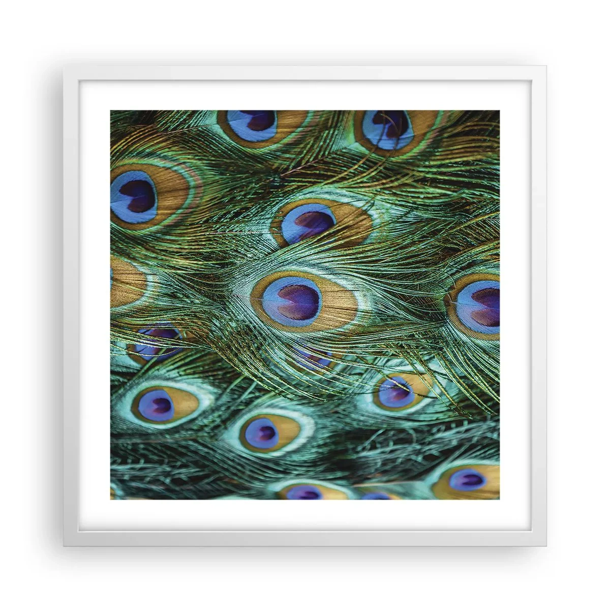 Poster in een witte lijst - Een pauwenooglook - 50x50 cm