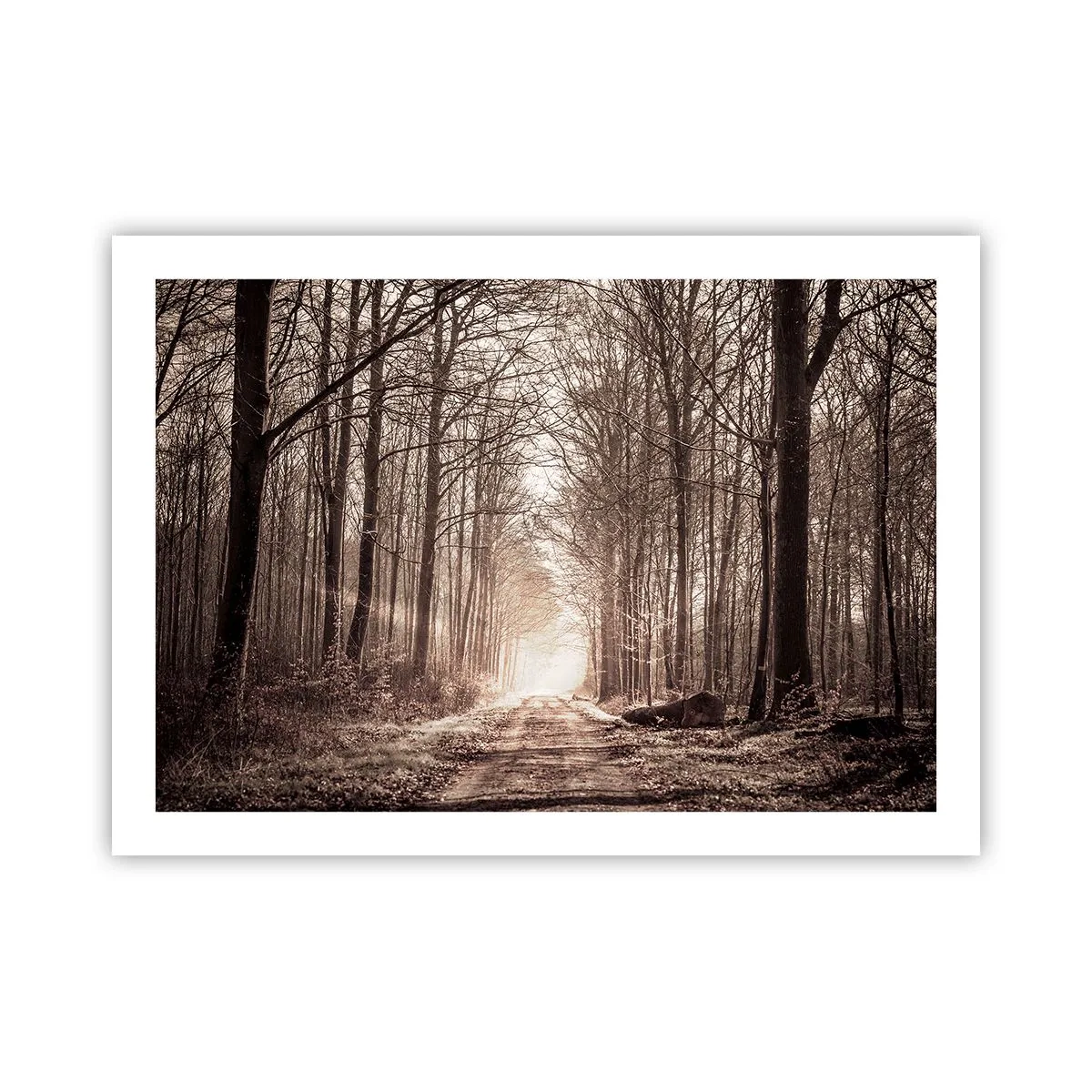Poster - Boskathedraal - 70x50 cm