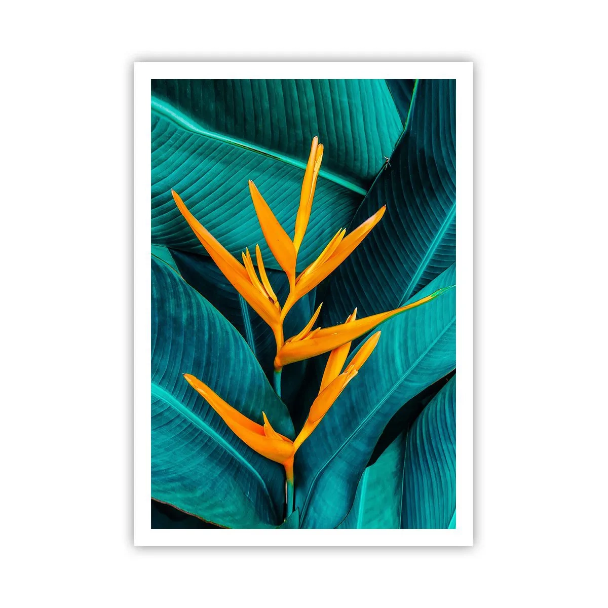Poster - Eden bloem - 70x100 cm