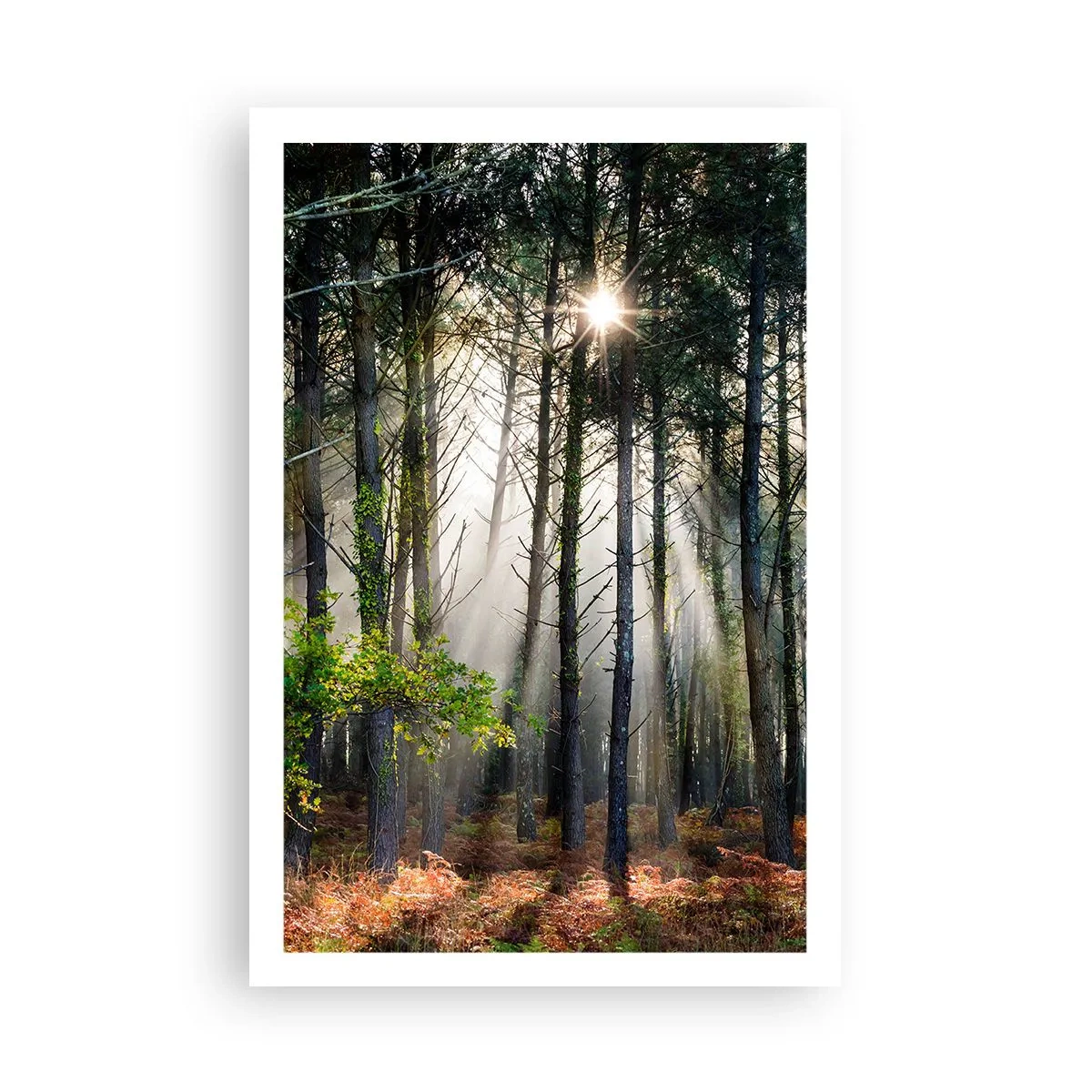 Poster - Heilige bosplek - 61x91 cm