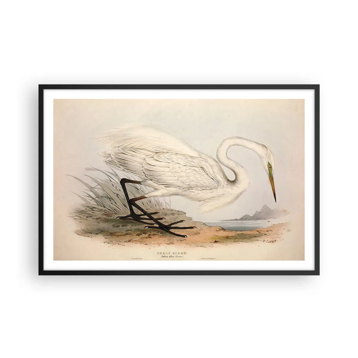 Poster in een zwarte lijst - Dame op de biezen - 91x61 cm