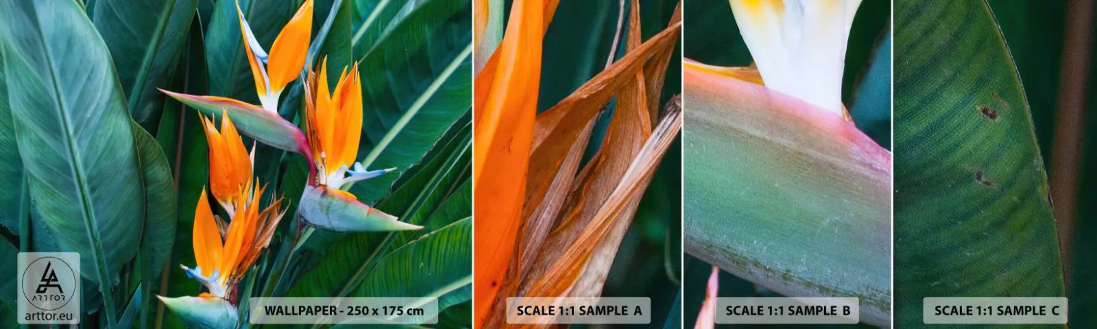 Fotobehang Staaltje Standard Eco - Is het een bloem of is het een vogel? - Strelitzia Koninklijk, Bloem, Afrika - 100x30 cm