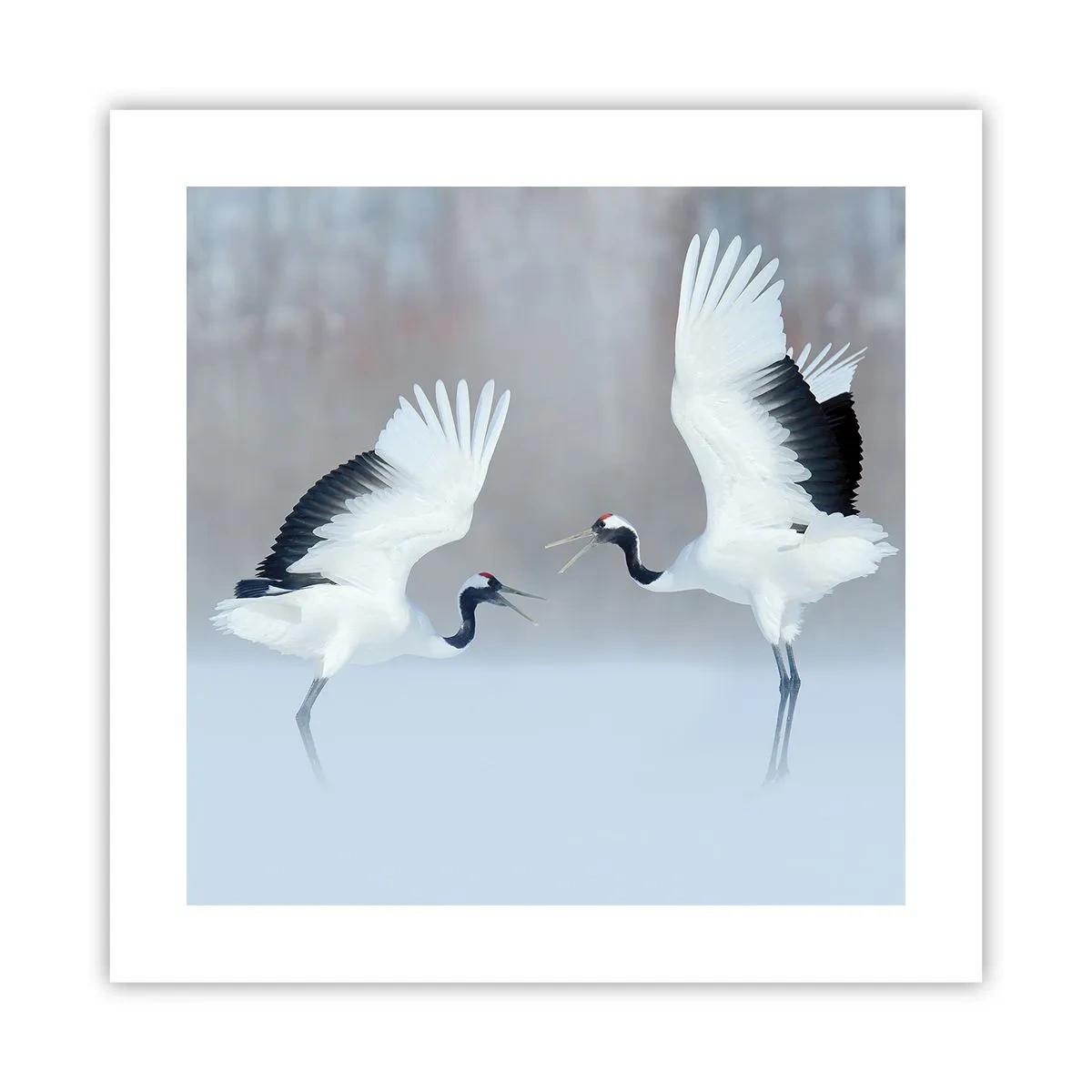 Poster - Dans in de mist - 40x40 cm