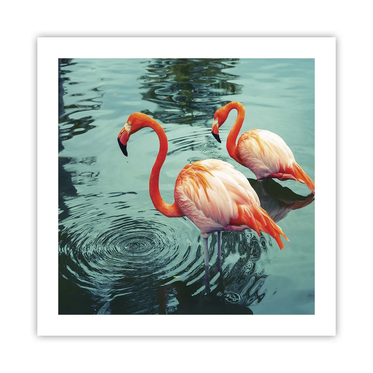 Poster - We zijn nu in de mode - 50x50 cm