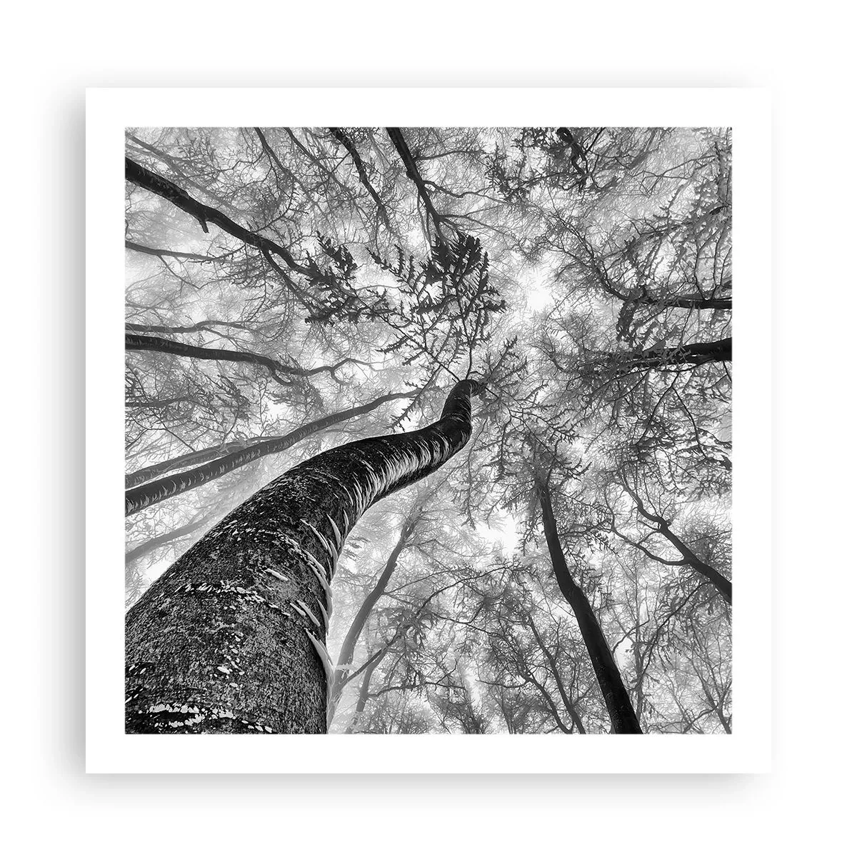 Poster - Race naar het licht - 60x60 cm