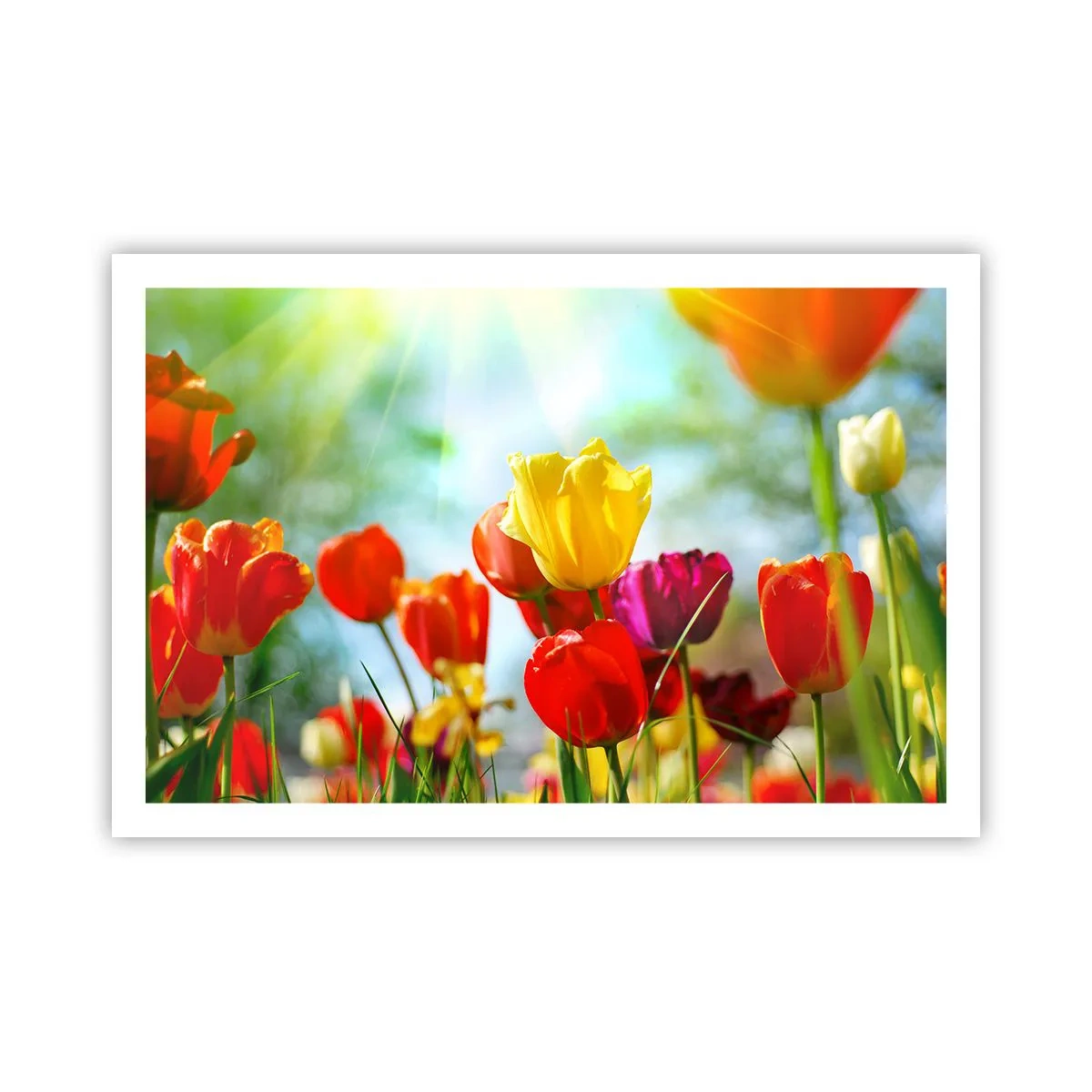 Poster - Alle kleuren van de zon - 91x61 cm