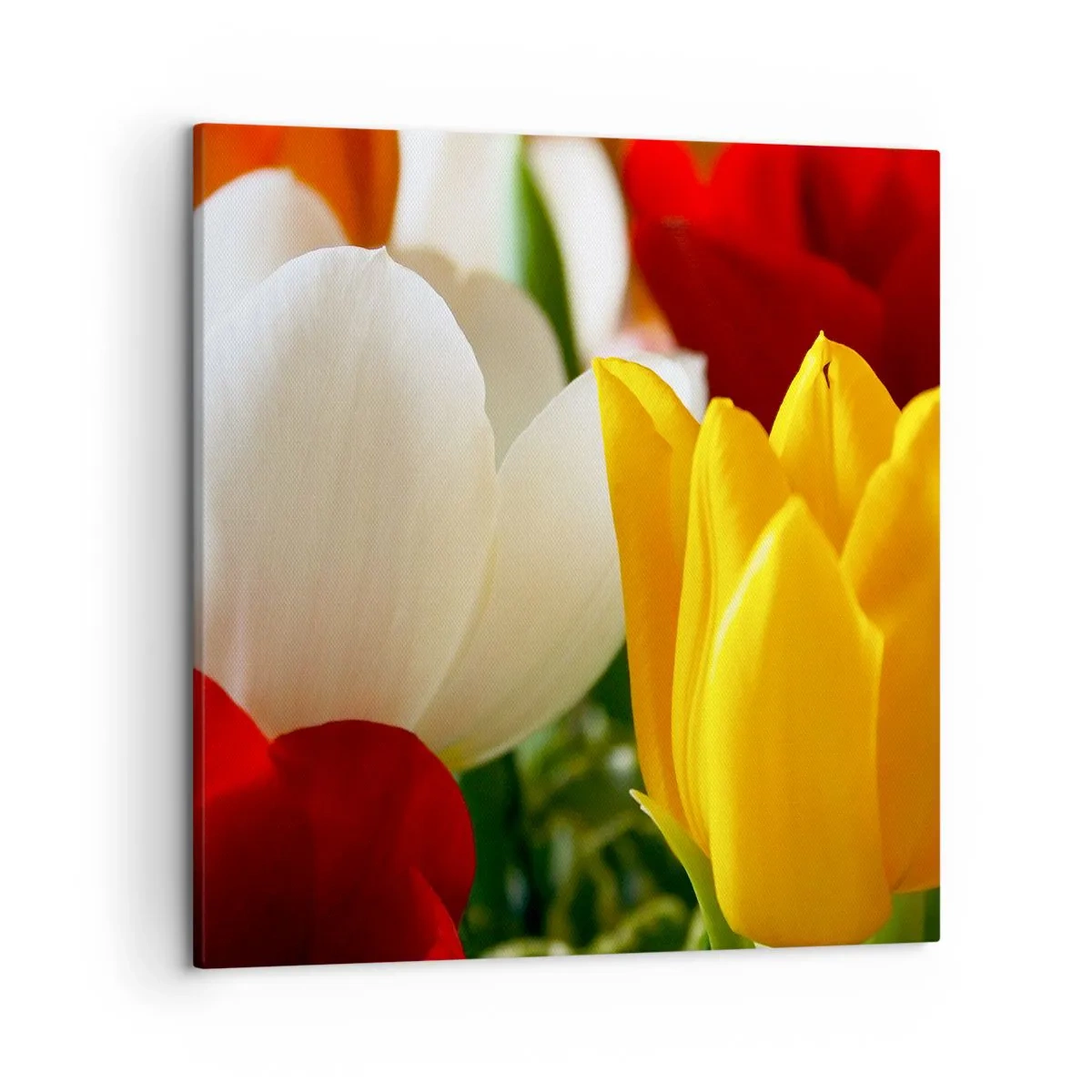 Schilderen op canvas - Tulpenkoorts - 50x50 cm