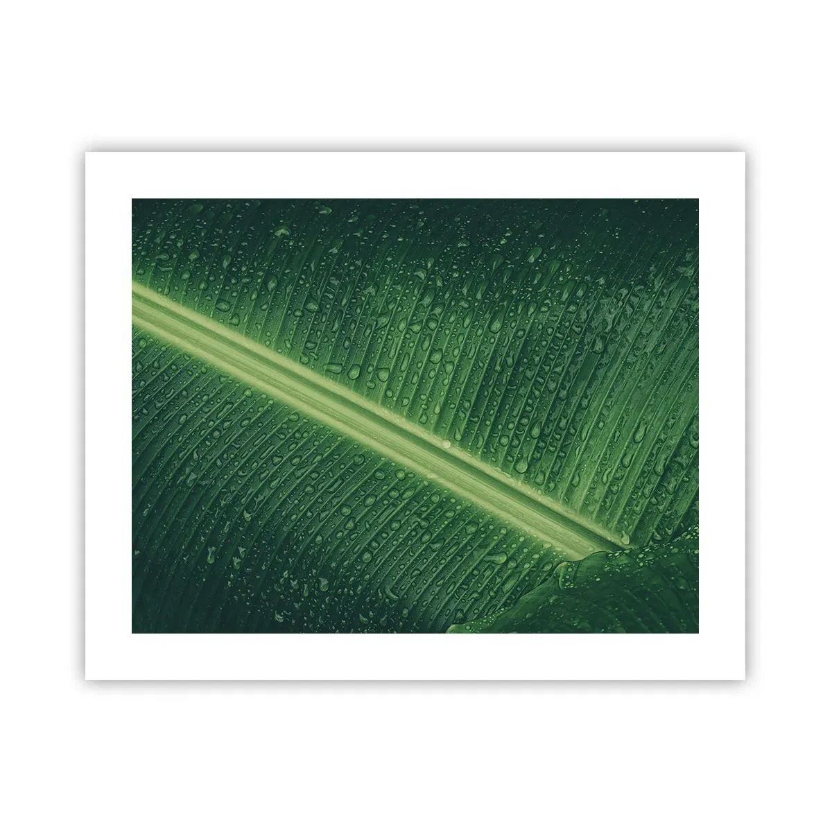 Poster - De structuur van groen - 50x40 cm