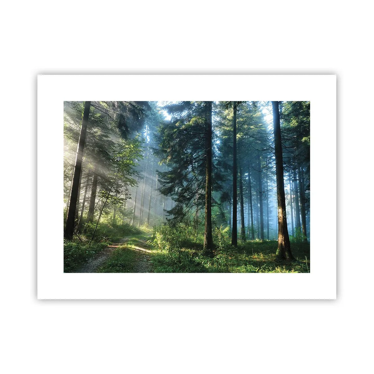 Poster - Stralend in de ochtend - 40x30 cm