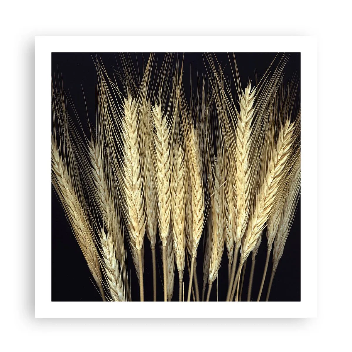 Poster - Rustieke magie - 60x60 cm