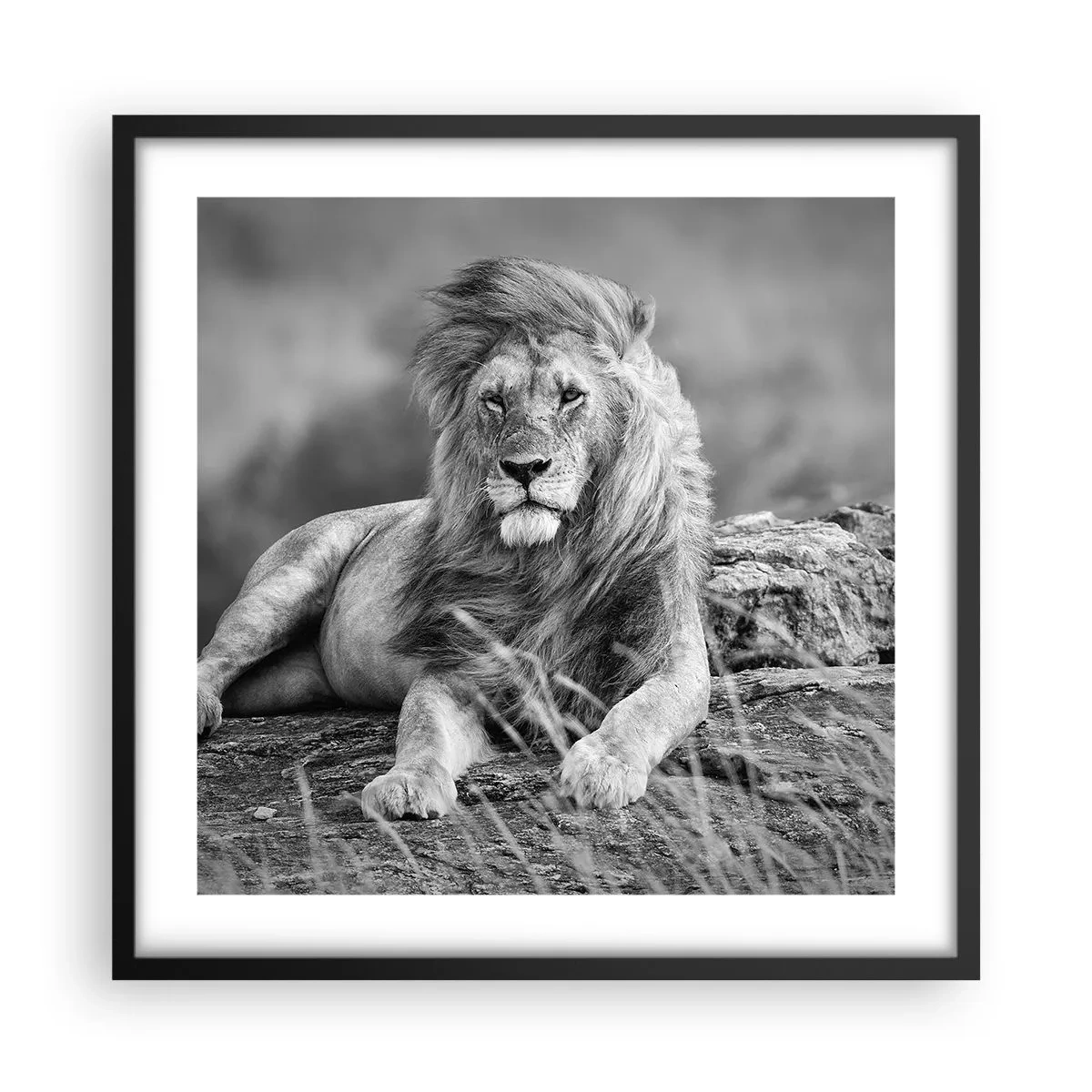 Poster in een zwarte lijst - Koninklijke siësta - 50x50 cm