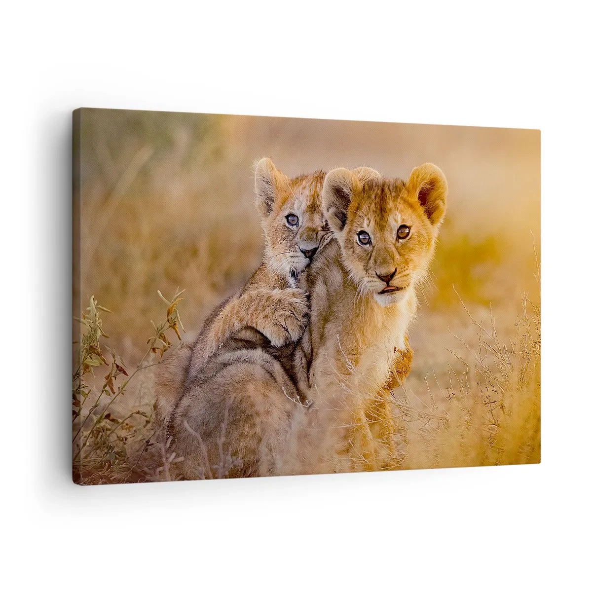 Schilderen op canvas - Schattige leeuwenwelpen in hun natuurlijke omgeving - 70x50cm - Niet storen! We hebben plezier - Moderne wanddecoratie voor woonkamer en slaapkamer ARTTOR