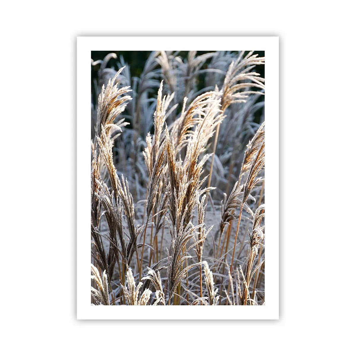 Poster - Gekleed met vorst - 50x70 cm