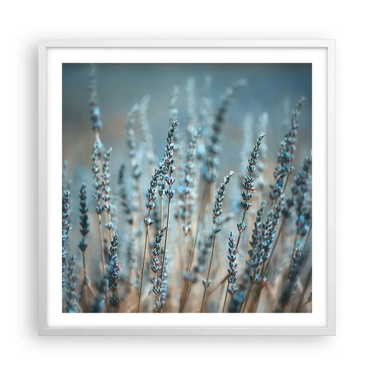 Poster in een witte lijst - Geurig korenveld - 60x60 cm