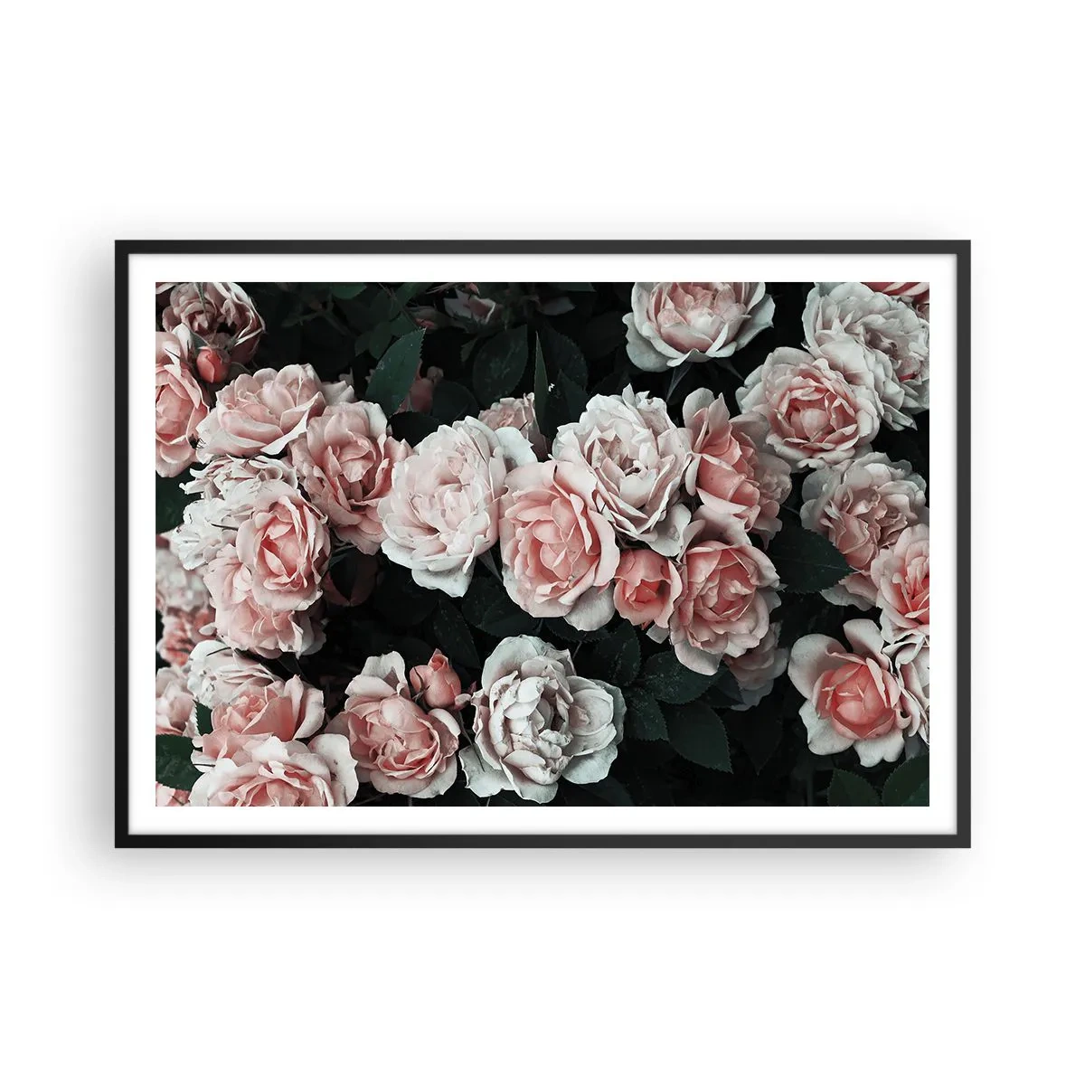 Poster in een zwarte lijst - Rozen ensemble - 100x70 cm
