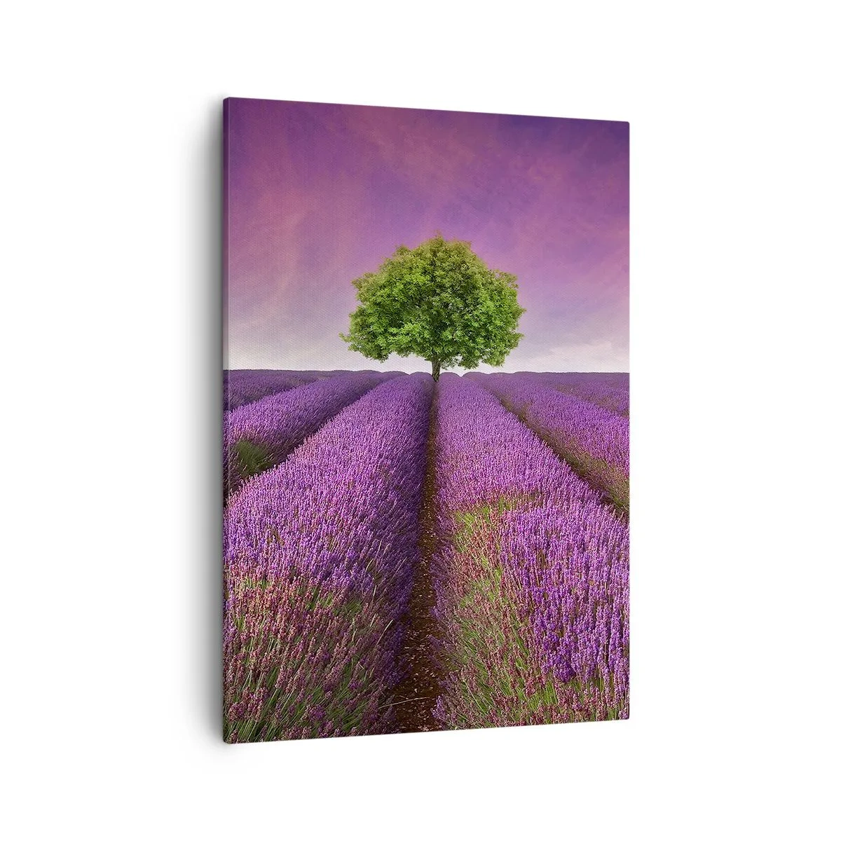 Schilderen op canvas - Op lavendelvelden - 50x70 cm