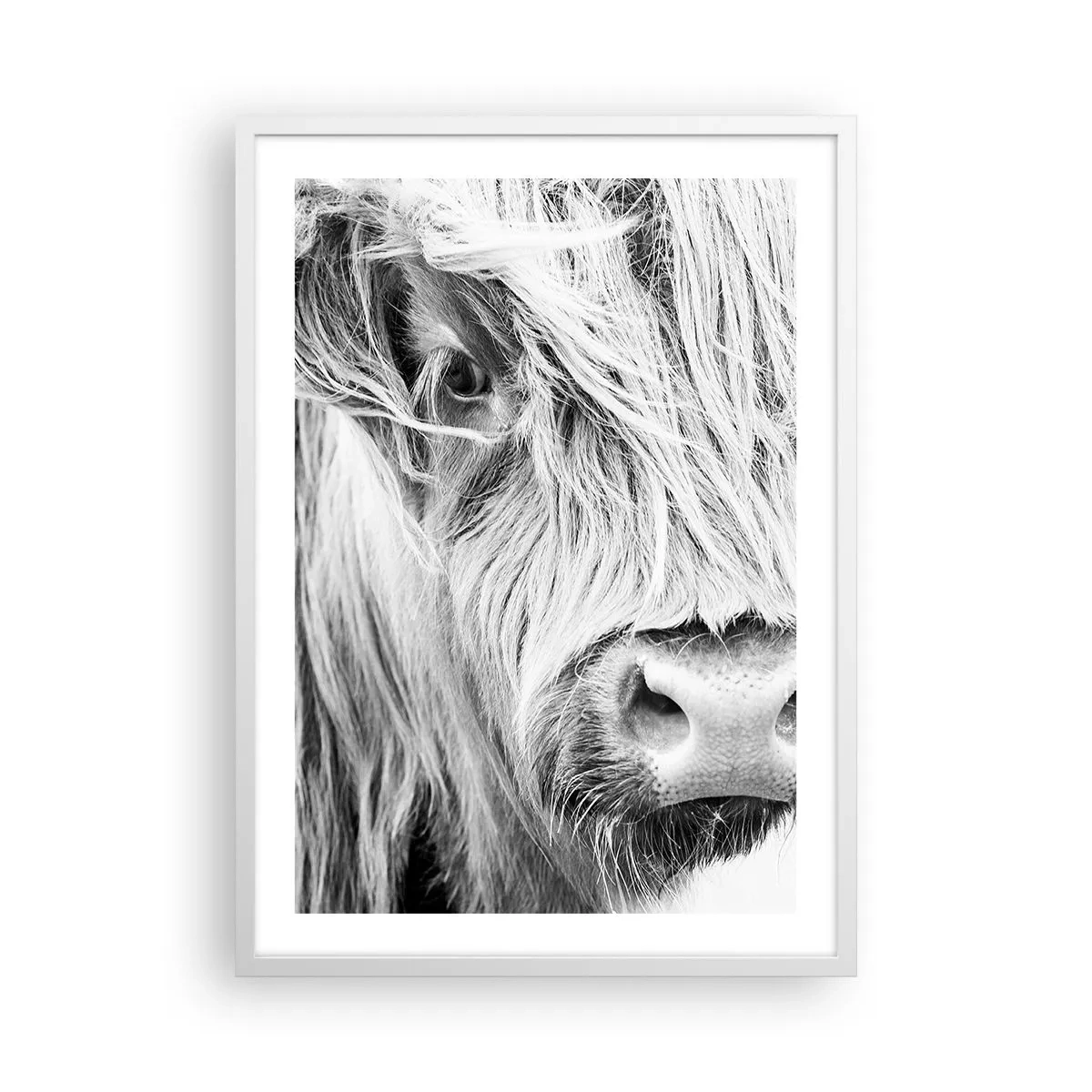 Poster in een witte lijst - Schotse wildheid - 50x70 cm