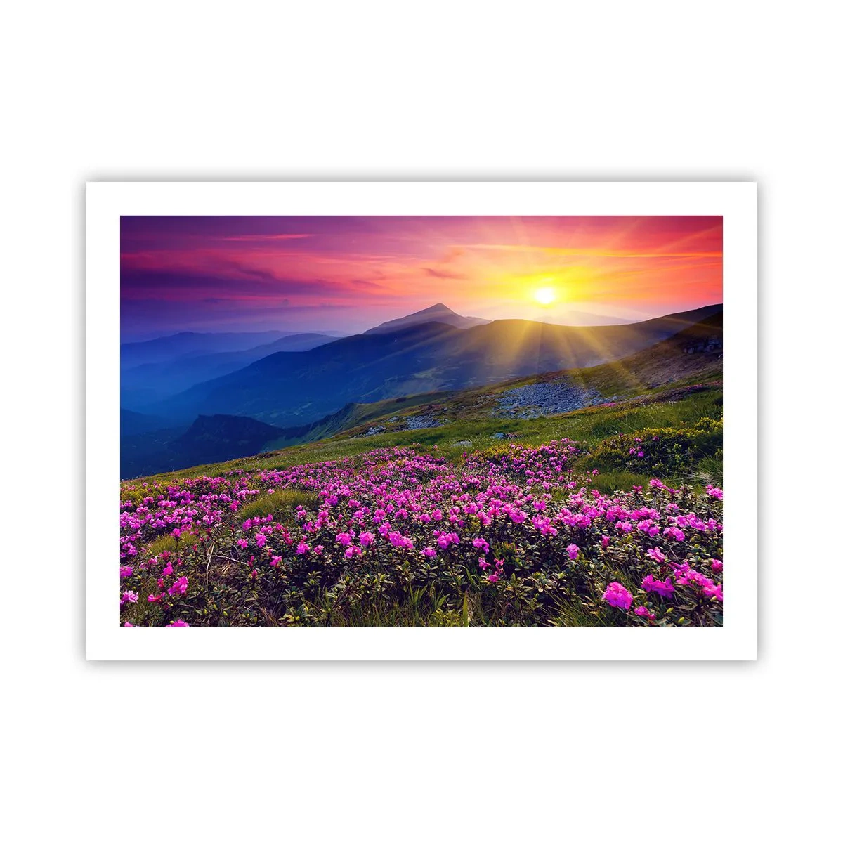 Poster - … En eromheen ruikt het naar bergdennen en de geur van kruiden - 70x50 cm