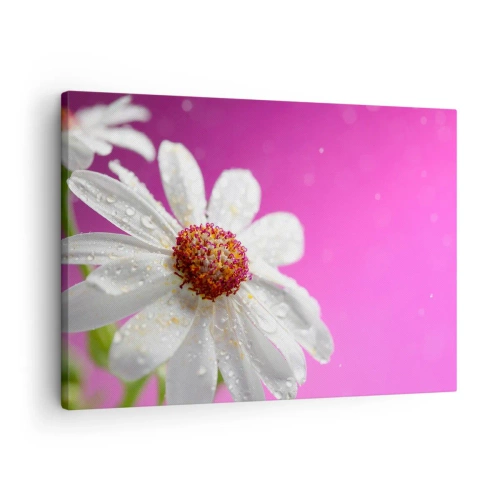 Schilderen op canvas - Een witte madelief bedekt met waterdruppels op een roze achtergrond - 70x50cm - Bescheiden in zijn schoonheid - Moderne wanddecoratie voor woonkamer en slaapkamer ARTTOR