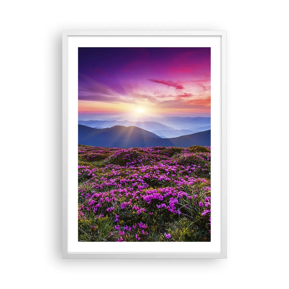 Poster in een witte lijst - Kruiden roken naar verse trossen van de velden - 50x70 cm