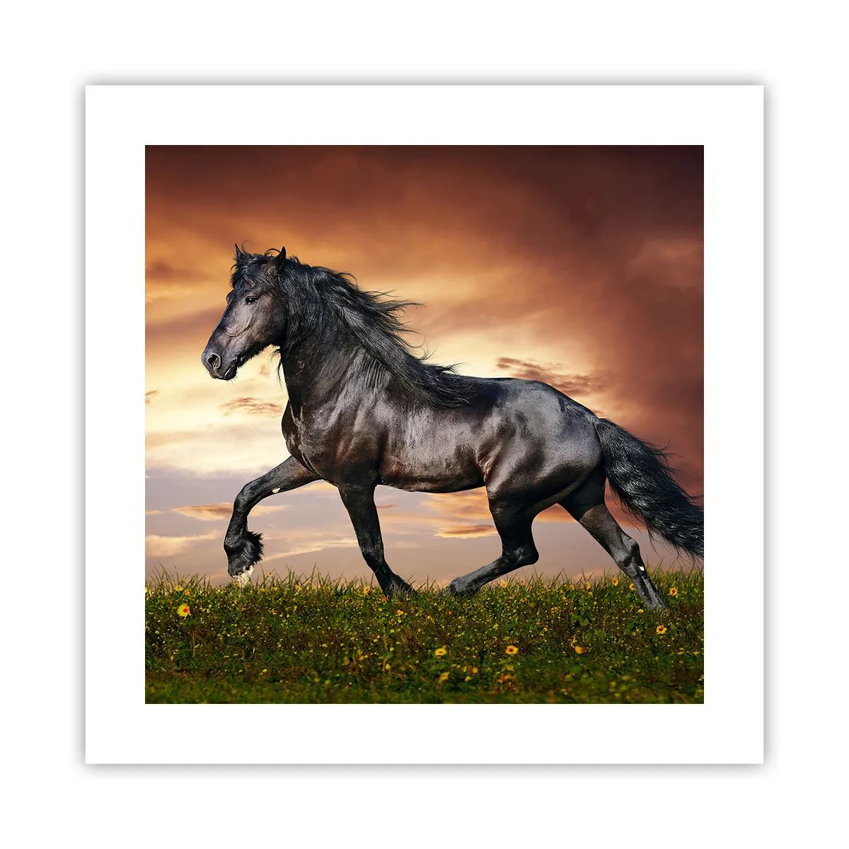 Poster - Zwarte Prins - 40x40 cm