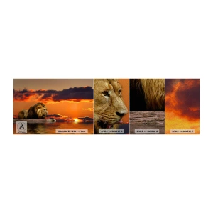 Fotobehang Monster Premium Sand - Koning van de natuur - Leeuw, Zonsondergang, Dieren - 100x30 cm