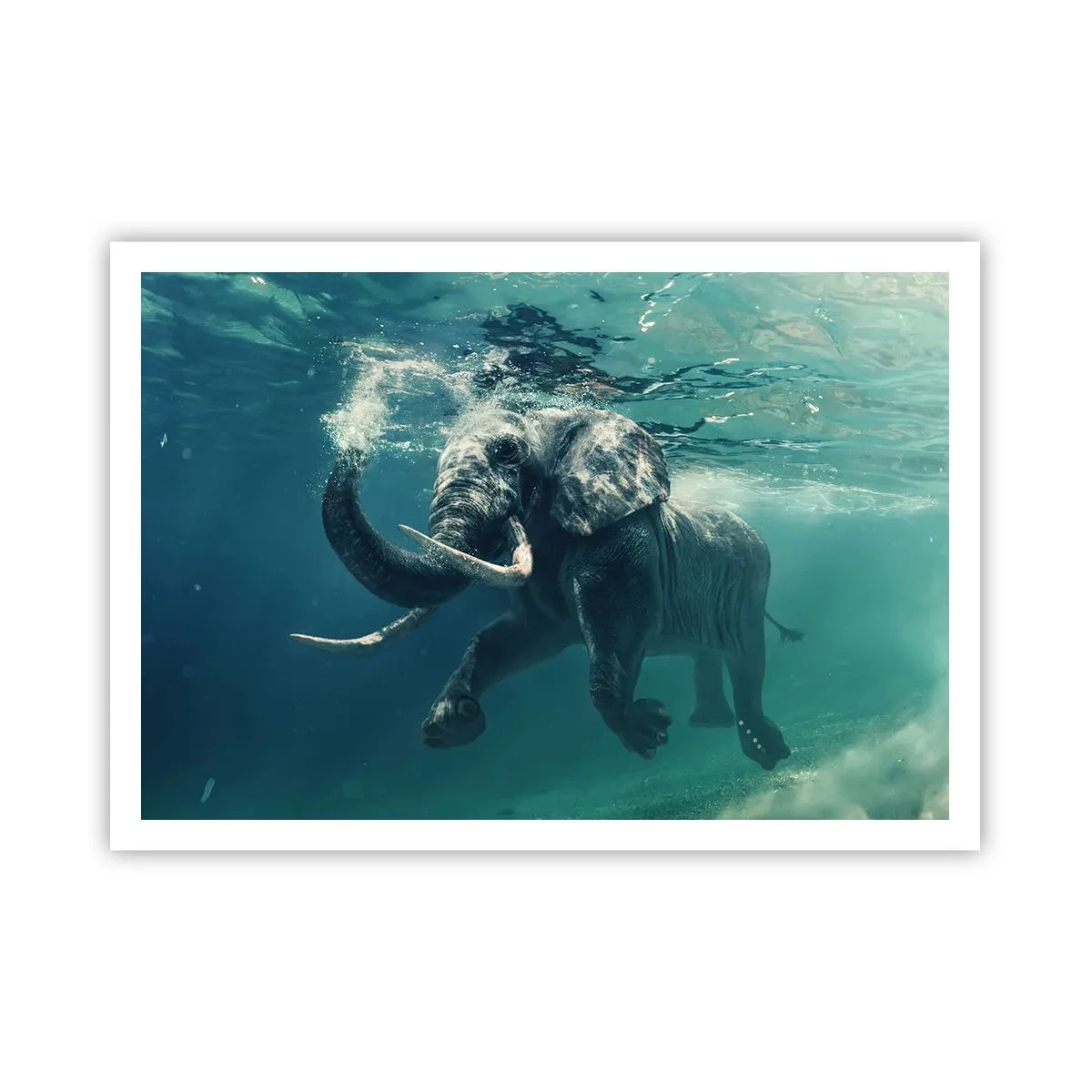 Poster - Iedereen houdt van zwemmen - 100x70 cm