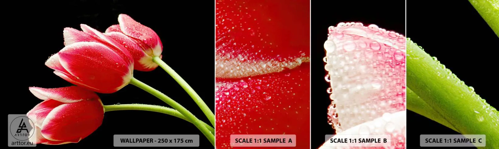 Fotobehang Staaltje Standard Eco - Een belofte van pure liefde - Bloemen, Tulpen, Natuur - 100x30 cm