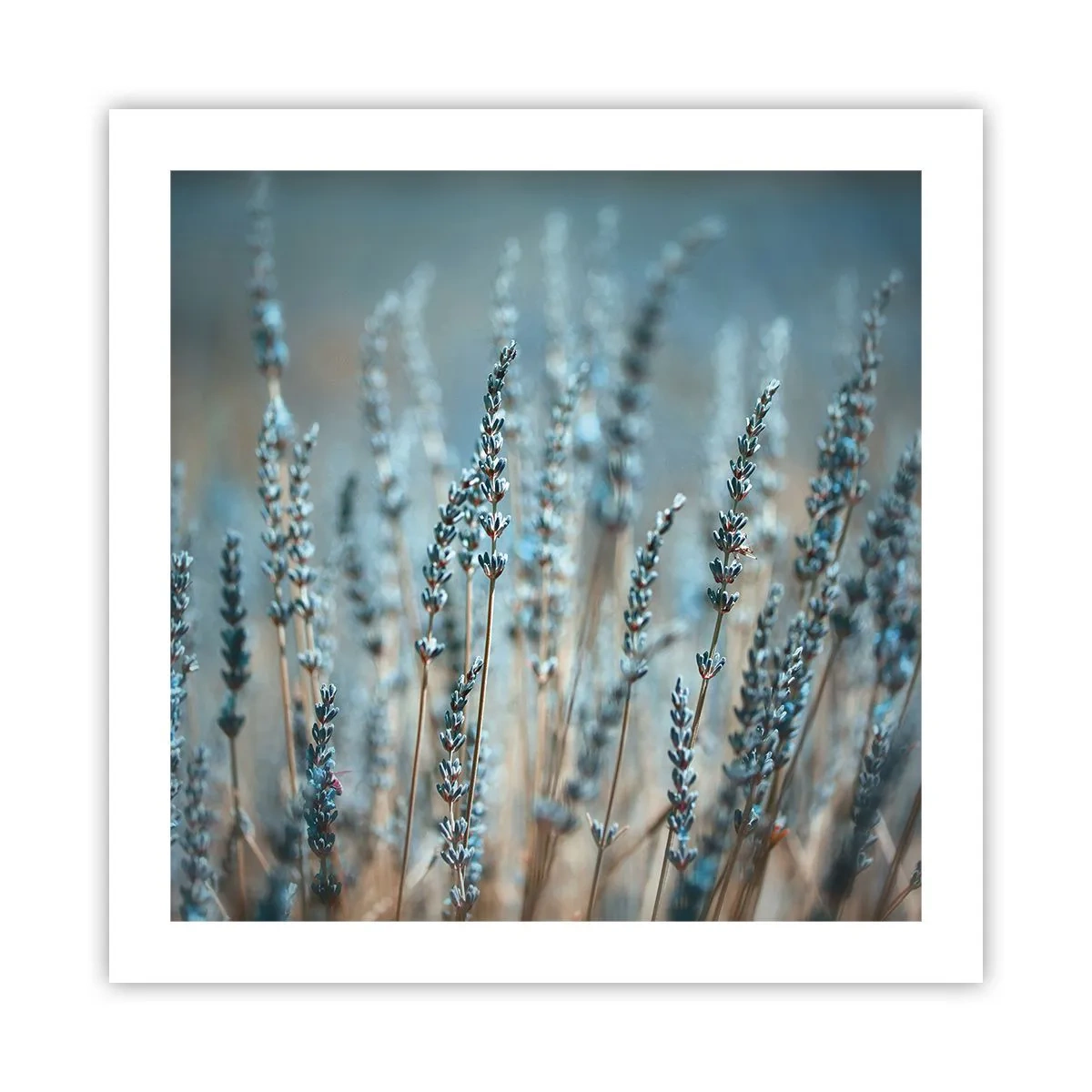 Poster - Geurig korenveld - 50x50 cm