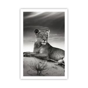 Poster - De koningin van de woestijn rust - 61x91 cm