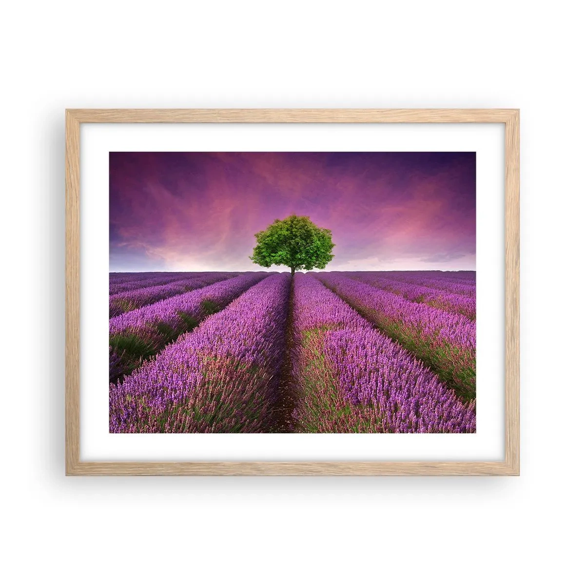 Een poster in een licht eiken lijst - Op lavendelvelden - 50x40 cm