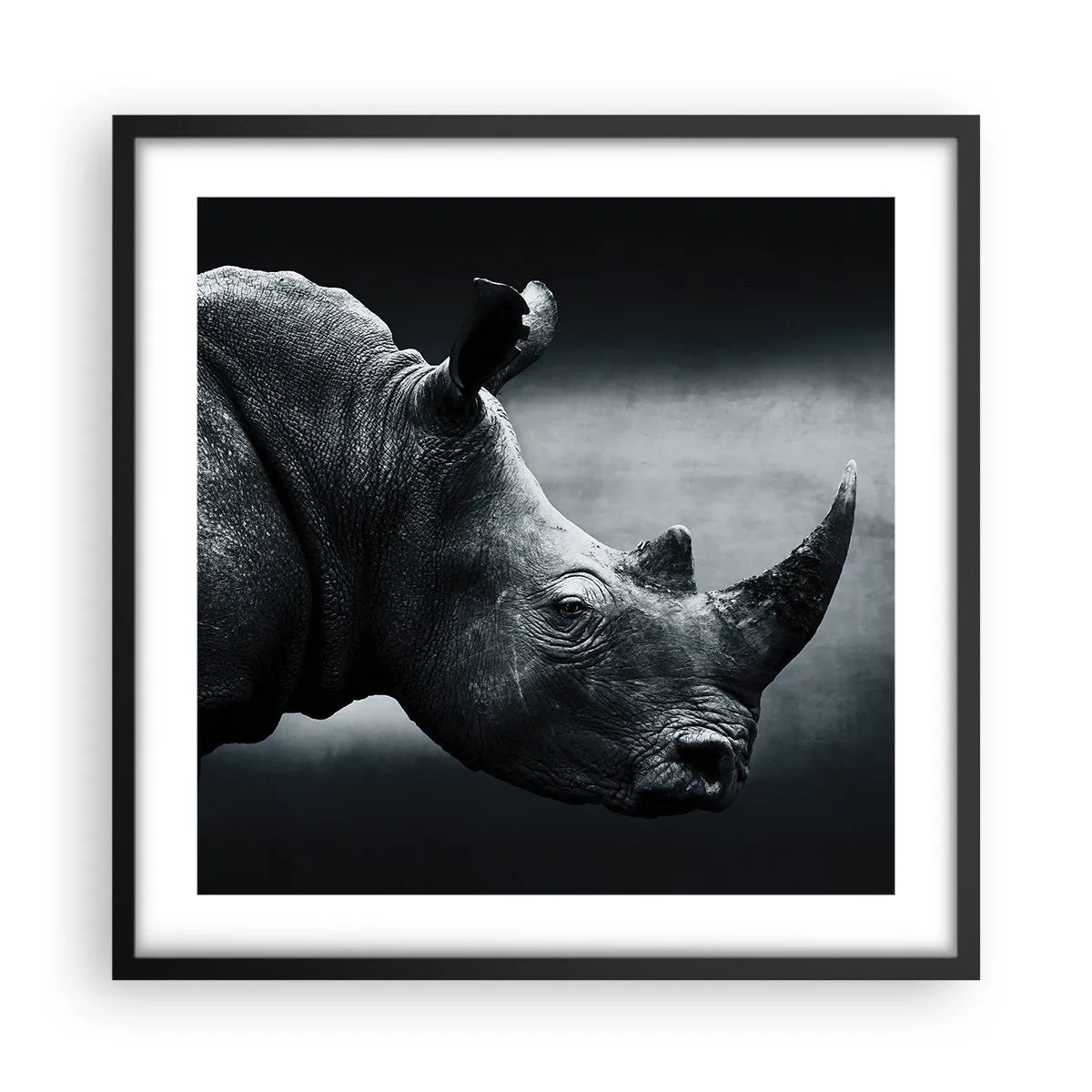 Poster in een zwarte lijst - Rechts profiel - 50x50 cm