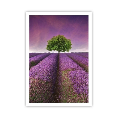 Poster - Op lavendelvelden - 70x100 cm