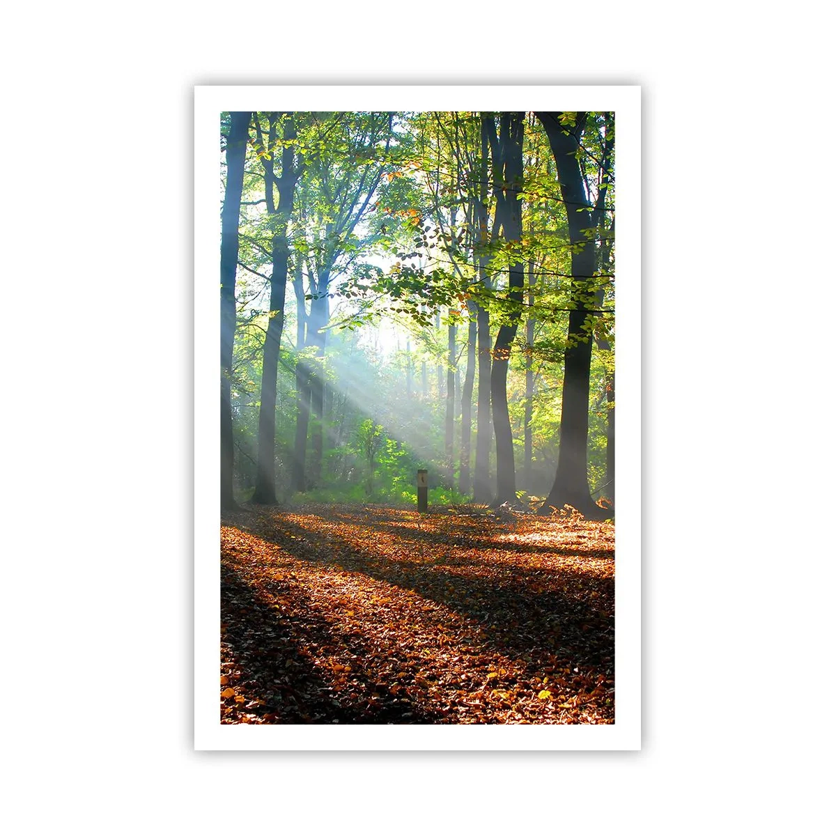 Poster - Lichten en schaduwen - 61x91 cm