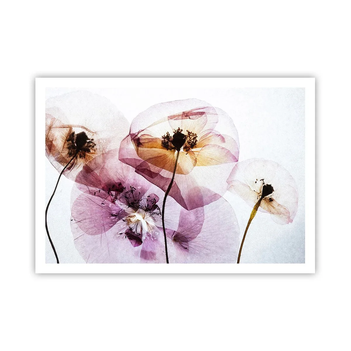 Poster - Transparante lichaamsbloemen - 100x70 cm