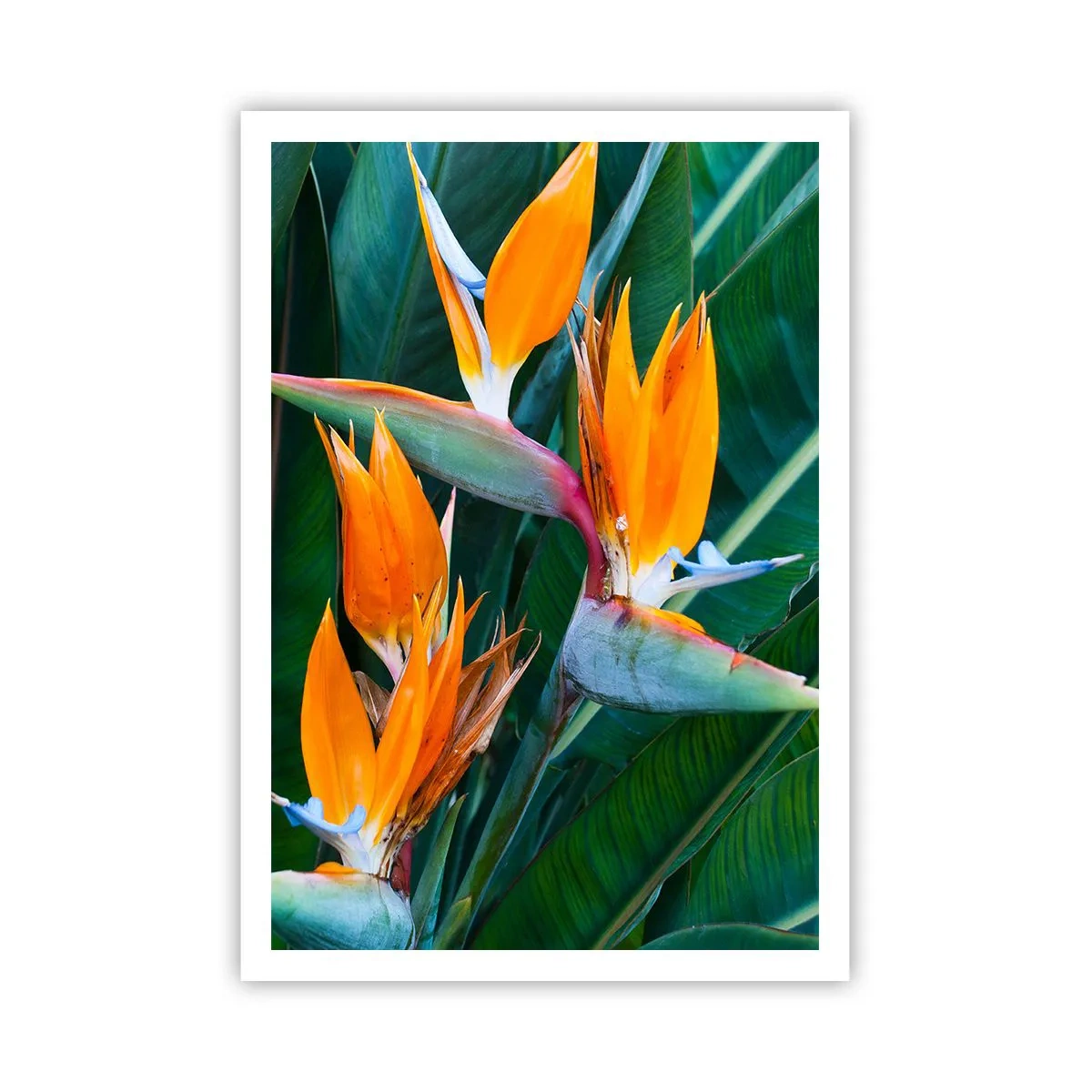 Poster - Is het een bloem of is het een vogel? - 70x100 cm