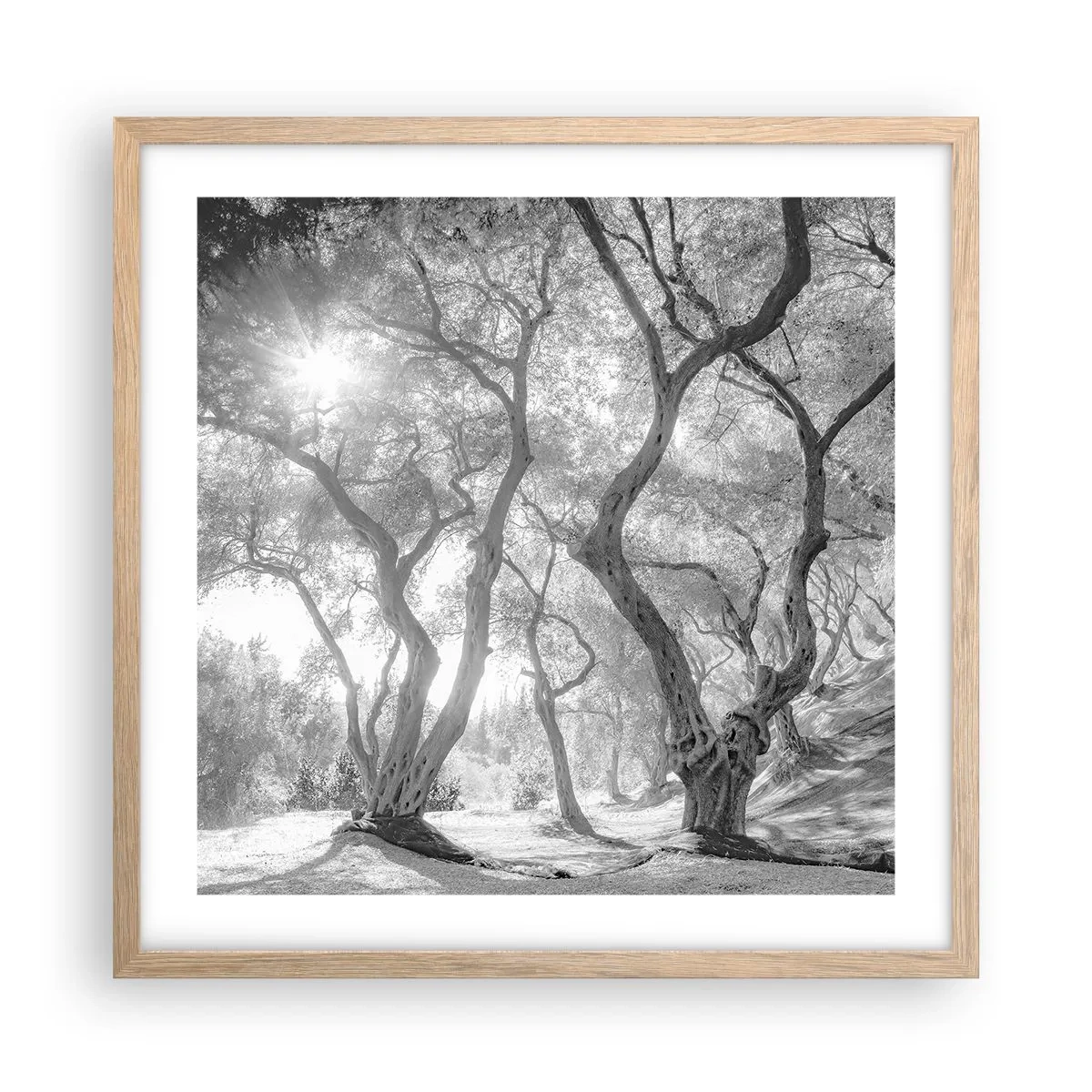 Een poster in een licht eiken lijst - In de olijfboomgaard - 50x50 cm