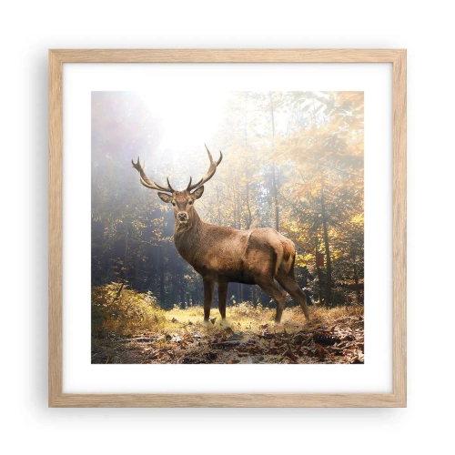 Een poster in een licht eiken lijst - In volle majesteit - 40x40 cm